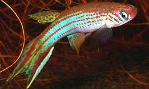 Aquaristik Rivulidae Michael Schlüter